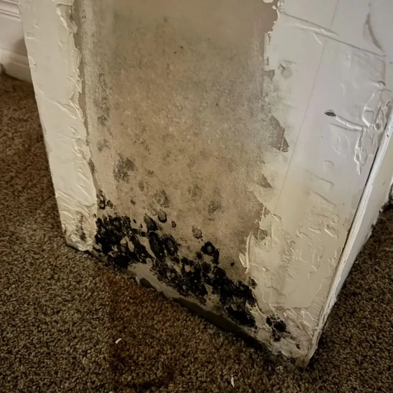 Professional Mold Removal in Thurston County, NE